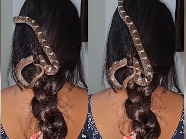 चोटी में लपेट लिया ज़हरीला करैत, बालों में रेंगता रहा, हिली तक नहीं महिला चोटी में लपेट लिया ज़हरीला करैत, बालों में रेंगता रहा, हिली तक नहीं महिला