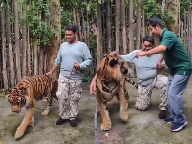 थाइलैंड घूमने गया इंडियन लड़का, बाघ के साथ खिंचवा रहा था फोटो, फिर... थाइलैंड घूमने गया इंडियन लड़का, बाघ के साथ खिंचवा रहा था फोटो, फिर...