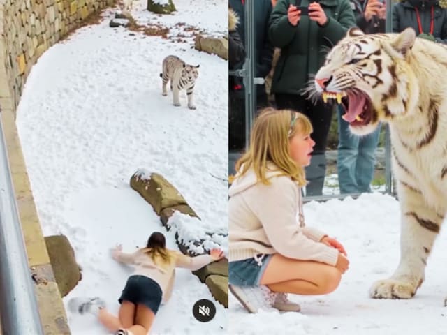 white-tiger-2025-05-f95da7ba2541b5928566894950f69678 The girl who fell in a white tiger cage, was in awe, then people caught a mistake, 'Let's go false'