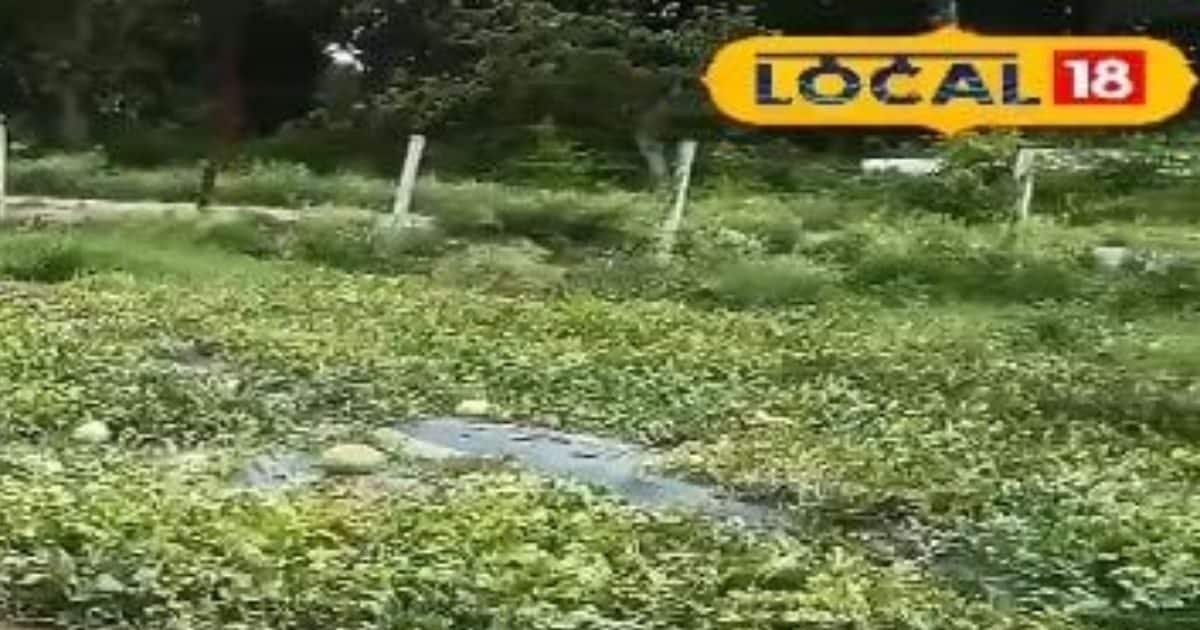 Amethi News: लीज पर ली जमीन… और खड़ी कर दी लाखों की फसल, अब 3 महीने में नोट छाप रहा है अमेठी का ये किसान!