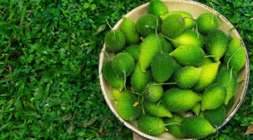 Kantola, Kakora, Kikoda or Kakoda, Benefits of Bod Kakora, monsoon vegetables, how to make vegetables like mutton, Bod Kakorai, Kantola Vegetable Benefits, Spine Gourd Recipe in Hindi, Kakarola Vegetable Recipe, Sabzi Recipe for Weight Loses, HIGH DROTEIN SDANANAN vegetable Kantola, Kakora, Kikoda or Kakoda, Benefits of Bod Kakora, monsoon vegetables, how to make vegetables like mutton, Bod Kakorai, Kantola Vegetable Benefits, Spine Gourd Recipe in Hindi, Kakarola Vegetable Recipe, Sabzi Recipe for Weight Loses, HIGH DROTEIN SDANANAN vegetable