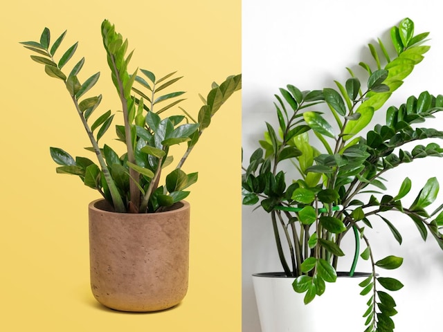 This plant will be feeding in low care, know the benefits of ZZ plant This plant will be feeding in low care, know the benefits of ZZ plant