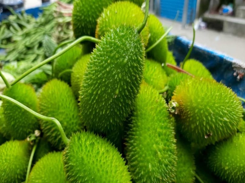 Kantola, Kakora, Kikoda or Kakoda, Benefits of Bod Kakora, monsoon vegetables, how to make vegetables like mutton, Bod Kakorai, Kantola Vegetable Benefits, Spine Gourd Recipe in Hindi, Kakarola Vegetable Recipe, Sabzi Recipe for Weight Loses, HIGH DROTEIN SDANANAN vegetable Kantola, Kakora, Kikoda or Kakoda, Benefits of Bod Kakora, monsoon vegetables, how to make vegetables like mutton, Bod Kakorai, Kantola Vegetable Benefits, Spine Gourd Recipe in Hindi, Kakarola Vegetable Recipe, Sabzi Recipe for Weight Loses, HIGH DROTEIN SDANANAN vegetable