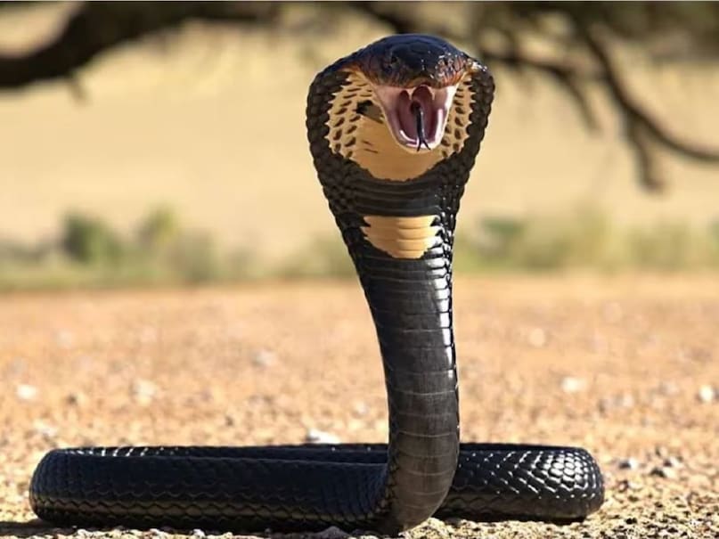 snake bite treatment steps, सांप काटने पर क्या करें, snake bite treatment in hindi, सांप का जहर कैसे उतारें, how to remove snake venom, snake bite first aid, सांप काटने का इलाज, snake bite symptoms, snake bite emergency care