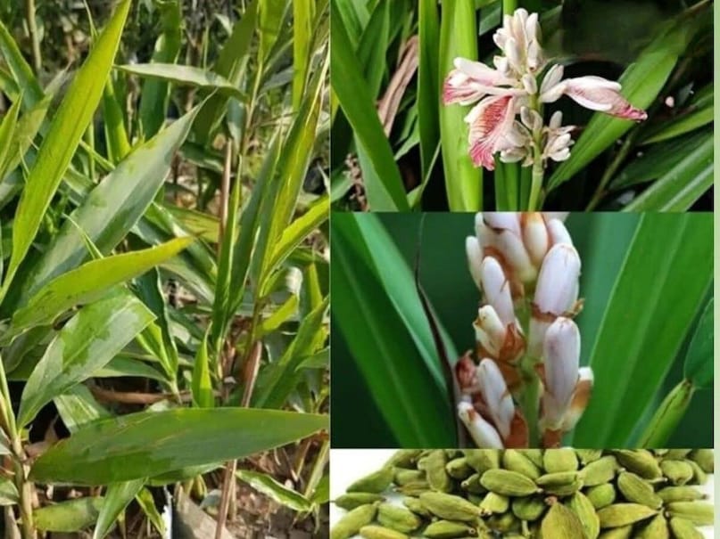 No need to buy from the market Grow fresh cardamom on your roof Learn easy way to plant plant No need to buy from the market Grow fresh cardamom on your roof Learn easy way to plant plant