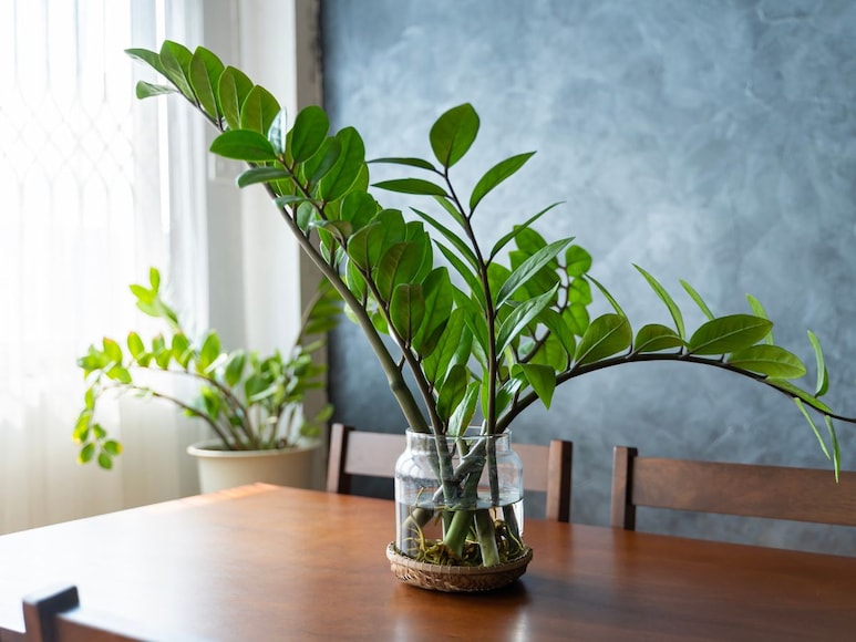 zz plant zz plant