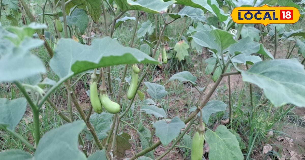 Agriculture Tips: जल्द बनना है अमीर….शुरू कर दें इस सब्जी की खेती, बदल जाएगी किस्मत