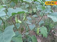 जल्द बनना है अमीर....शुरू कर दें इस सब्जी की खेती, बदल जाएगी किस्मत