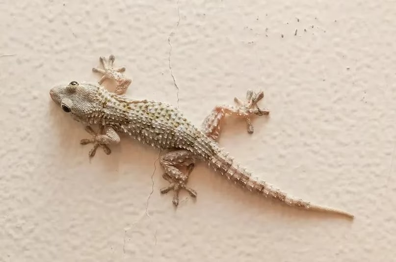 Information about the lizard, interesting facts of the pair, why the lizard's tail shakes, why does Gecko Tail Movement Reason, Why does the lizard eat their skin, why lizard eats its skin, lizard stool urine, lizard reproduction system, lizard's lizard and environmental balance, intense, interesting facts aiot Lizards, what to do if you see a lizard in the house
