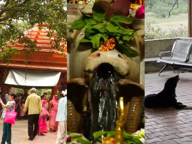आरती शुरू होते ही जंगल से निकल आते हैं कुत्ते, करते हैं शिव की भक्ति...