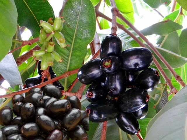 These black juicy fruits found in summer are the mine of qualities, panacea for diabetes These black juicy fruits found in summer are the mine of qualities, panacea for diabetes