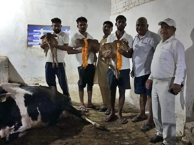 गाय ने 4 बच्चों को एक साथ जन्म दिया, ऐसा दुर्लभ मामला 1 लाख मामलों में आता है गाय ने 4 बच्चों को एक साथ जन्म दिया, ऐसा दुर्लभ मामला 1 लाख मामलों में आता है