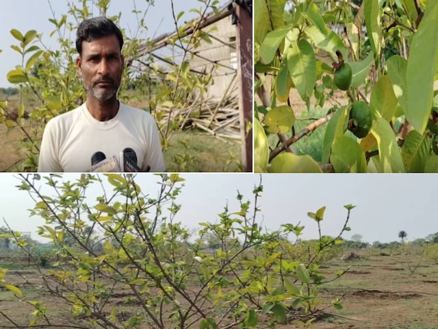 भाई के -laws युवा के पास जाते थे, ऐसी सलाह मिली, इस तरह एक करोड़पति किसान बन गए