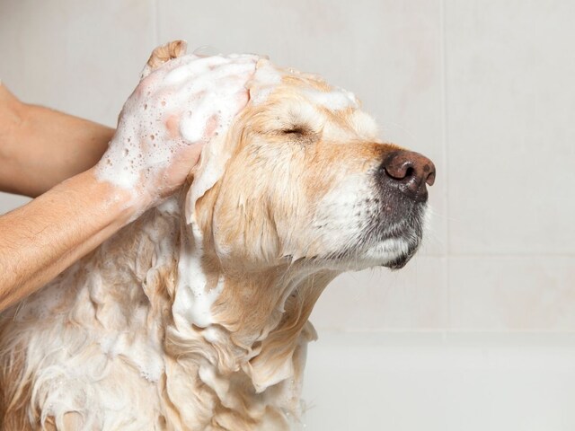 Does not smell even after bathing the dog? Follow these 5 easy home tips and get relief