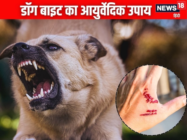 Dogs can be victims of madness in rain, do these Ayurvedic remedies on bite