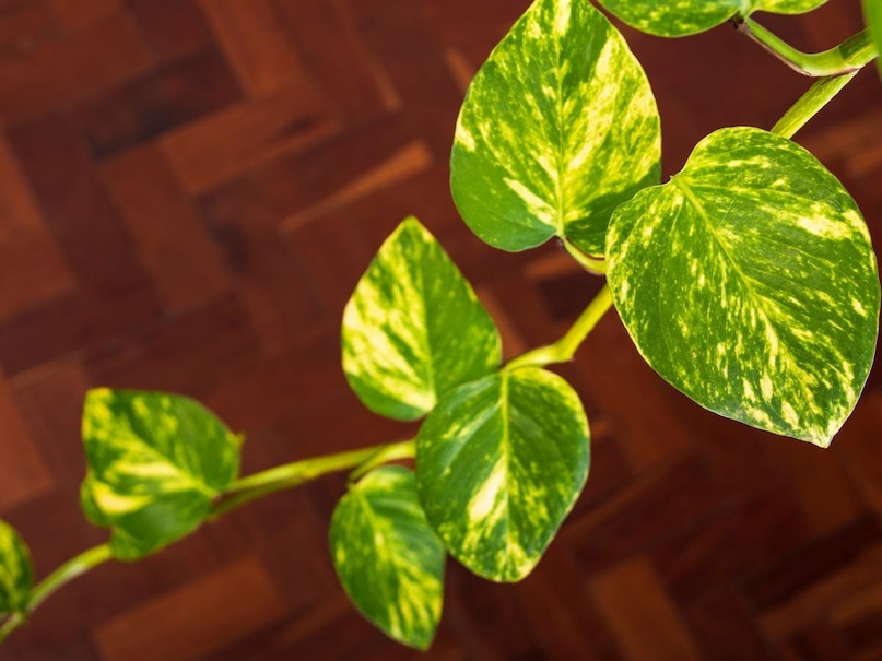 money plant money plant