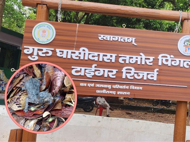 गुरु घासीदास टाइगर रिजर्व से आई खुशखबरी, सील हो गया पूरा इलाका गुरु घासीदास टाइगर रिजर्व से आई खुशखबरी, सील हो गया पूरा इलाका