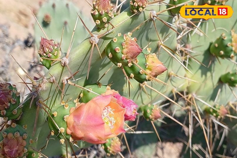 news 18 news 18
