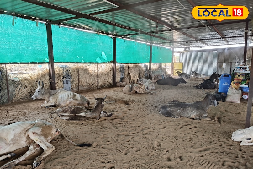 न केवल गर्मियों में मनुष्य, जानवर भी परेशान हैं - कूलर और प्रशंसकों को गोरशेड में स्थापित किया गया है ...