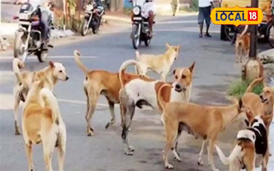 Agra News : जानें गर्मी में आवारा डॉग्स क्यों हो रहे खूंखार, कभी गाड़ी के पीछे नहीं दौड़ेंगे आजमाएं ये ट्रिक