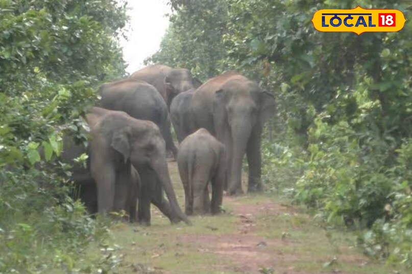 हाथी हाथी