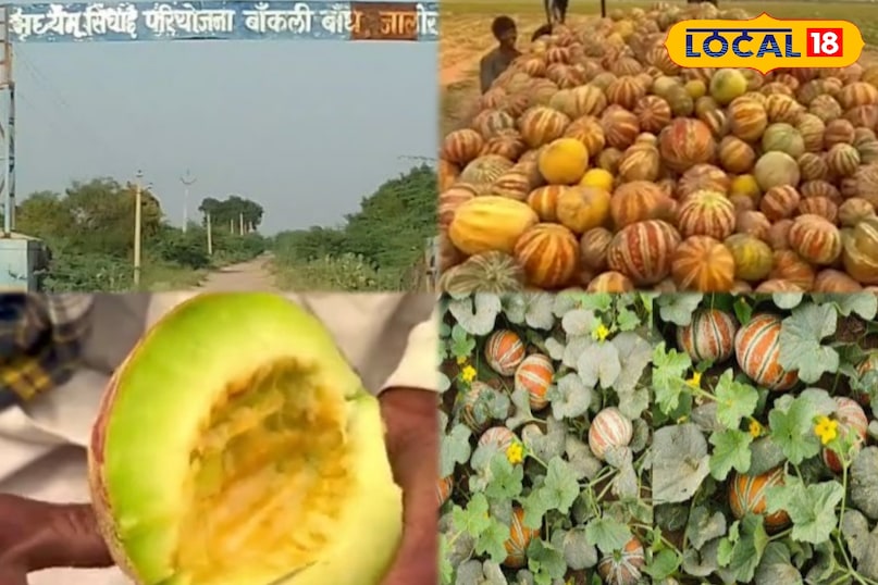 जलोर के बांध के साथ बांध के साथ उगने वाले 'काजली' का अद्भुत, देसी मेलसन ने गुजरात-महाराष्ट्र का दिल जीता ... बंजर भूमि के साथ इतिहास बनाया