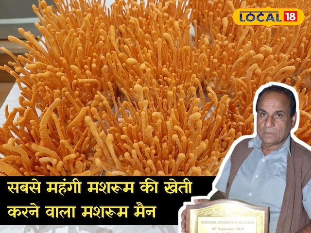 मशरूम मशरूम