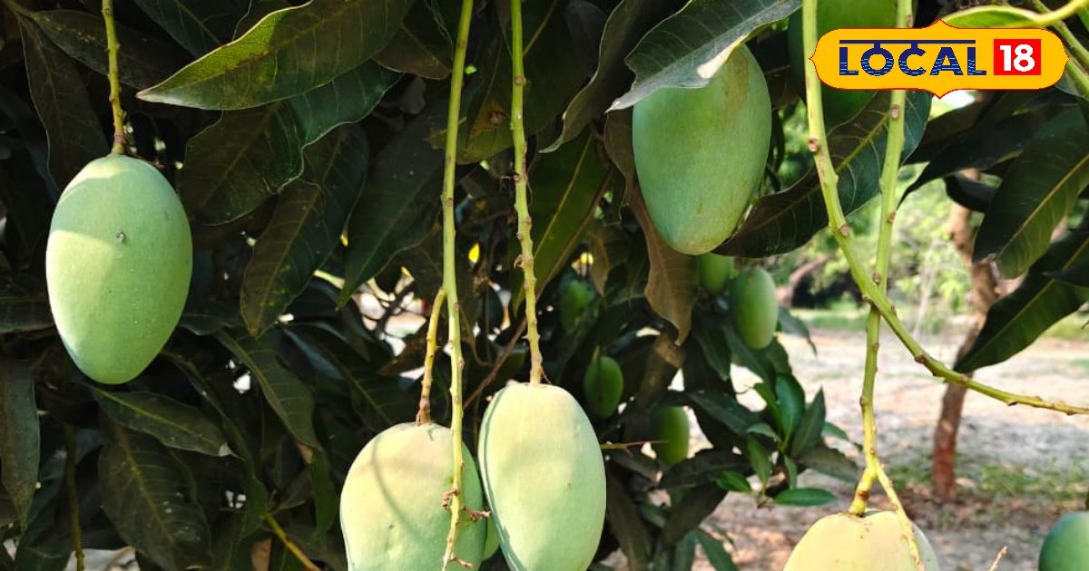 Mango Care Tips: आम की फसल में लग रहे हैं कीट, तुरंत अपनाएं ये देसी उपाय, पैदावार होगी डबल