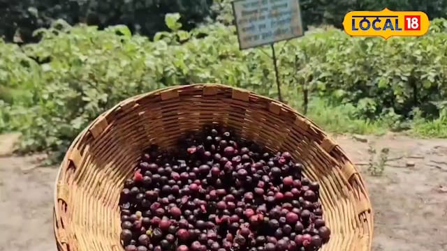 छोटा फल, बड़ा आराम….गर्मियों का फल जो देगा पेट और दिल को राहत, जानिए फायदे छोटा फल, बड़ा आराम….गर्मियों का फल जो देगा पेट और दिल को राहत, जानिए फायदे