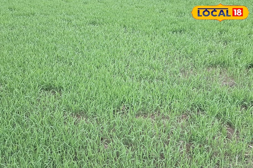 बाढ़ 