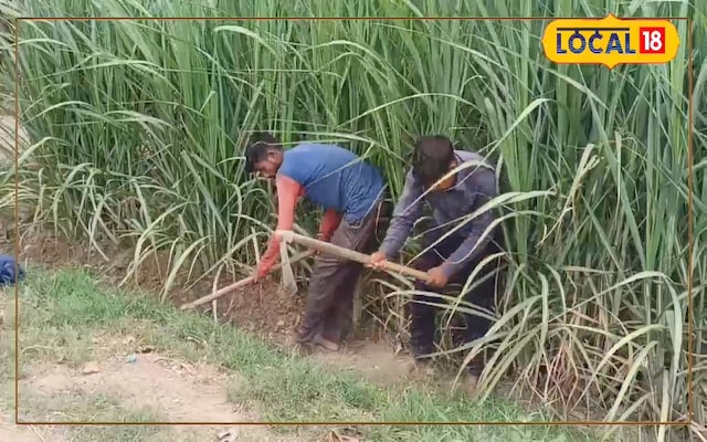 गर्मी के 3 साइड इफेक्ट करेंगे देसी घी जैसा काम… गन्ने के खेतों में 12 दिन में करें ये 2 काम, फिर देखें कमाल गर्मी के 3 साइड इफेक्ट करेंगे देसी घी जैसा काम… गन्ने के खेतों में 12 दिन में करें ये 2 काम, फिर देखें कमाल