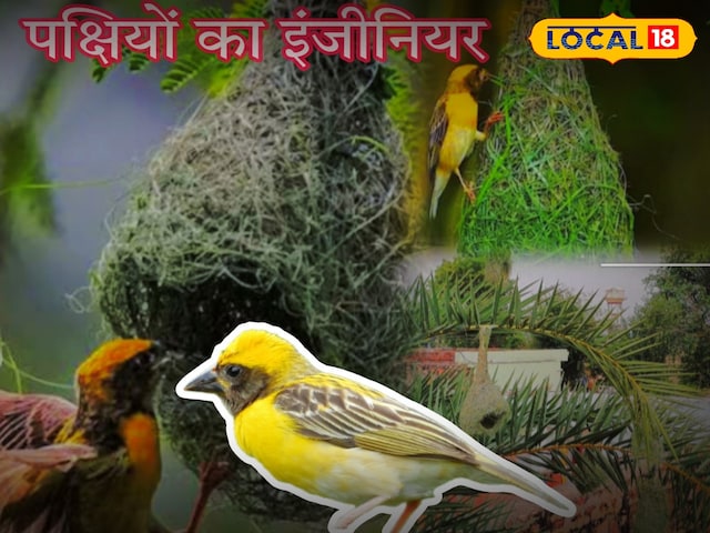 आयु आयु