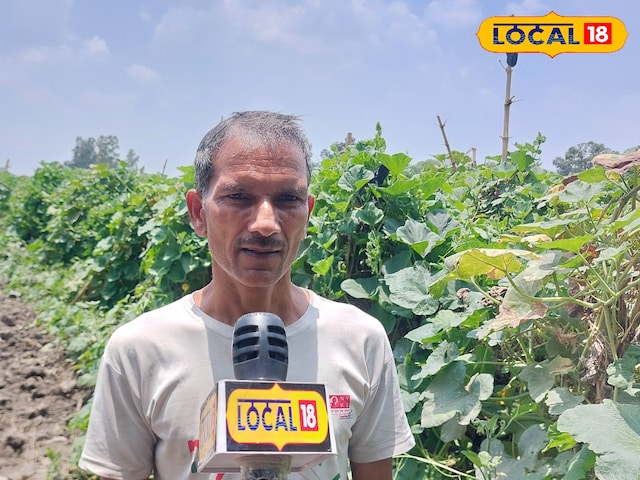 लौकी ने बना दिया लखपति! गोंडा के इस किसान की खेती से हर कोई हैरान, जानिए तरीका लौकी ने बना दिया लखपति! गोंडा के इस किसान की खेती से हर कोई हैरान, जानिए तरीका
