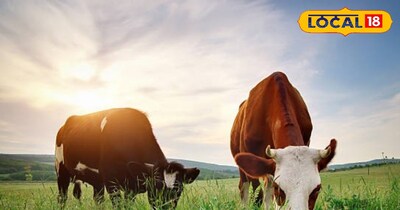 गर्मियों में पशुओं को नहीं होगी हरे चारे की कमी, दूध उत्पादन बढ़ाने के लिए करें ये काम.