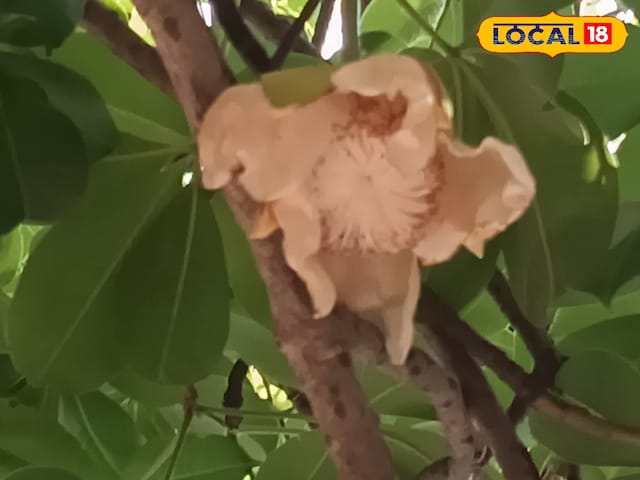 बाराबंकी के बरौलिया में पारिजात वृक्ष पर खिले सुगंधित फूल, बना आकर्षण का केंद्र, देखने आ रहे लोग बाराबंकी के बरौलिया में पारिजात वृक्ष पर खिले सुगंधित फूल, बना आकर्षण का केंद्र, देखने आ रहे लोग