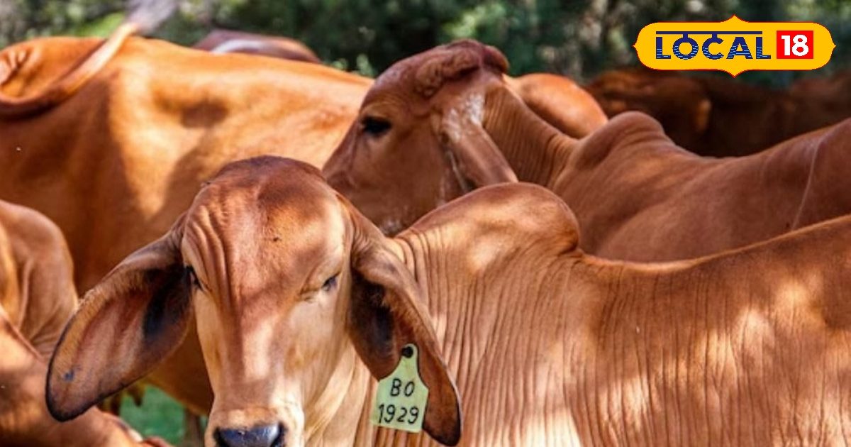 गाय की इन नस्लों का करें पालन, बाल्टी भर-भर के देती हैं दूध, होगी छप्पर फाड़ कमाई, बन जाएंगे मालामाल!