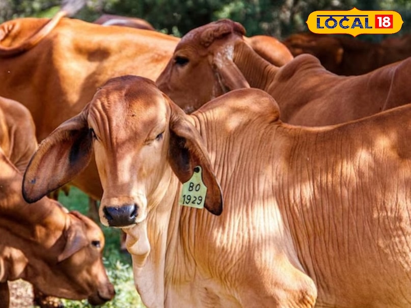 इस विषय पर जानकारी देते हुए नंद बाबा दुग्ध मिशन के जिला समन्वयक सुधाकर प्रसाद ने बताया कि यह योजना प्रदेश सरकार के द्वारा पशुपालन और दूध उत्पादन को बढ़ावा देने के लिए संचालित की जा रही है जिसके अंतर्गत पशुपालक गीर, साहिवाल थारपारकर और हरियाणा जैसी उच्च गुणवत्ता वाली उन्नत स्वदेशी प्रजाति गाय खरीद सकते हैं.