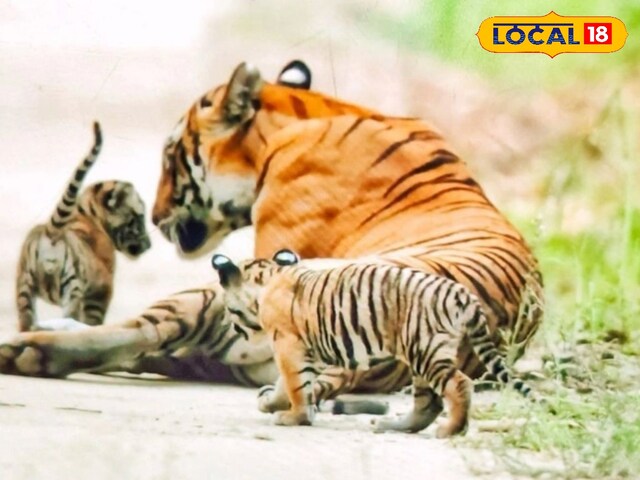 Pilibhit Tiger Reserve: शावक संग जंगल की रानी… पीलीभीत टाइगर रिजर्व में शानदार नजारा, देखें VIDEO
