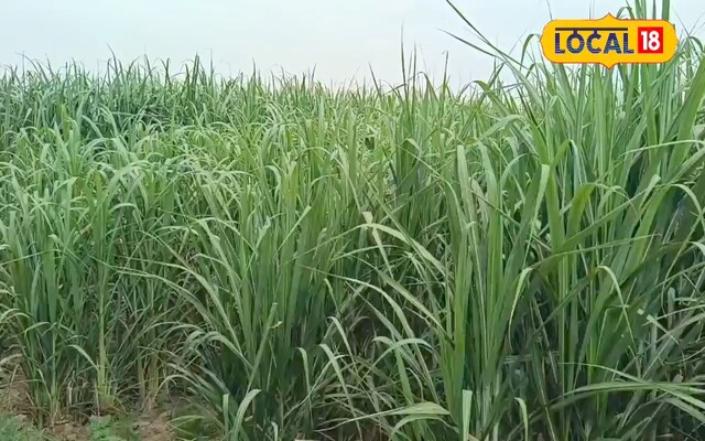 24 दिन में 2 बार करें ये उपाय… गन्ने के खेतों से गायब हो जाएगा ये खतरनाक कीड़ा! आज ही करें ट्राई
