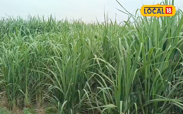 24 दिन में 2 बार करें ये उपाय… गन्ने के खेतों से गायब हो जाएगा ये खतरनाक कीड़ा! आज ही करें ट्राई 24 दिन में 2 बार करें ये उपाय… गन्ने के खेतों से गायब हो जाएगा ये खतरनाक कीड़ा! आज ही करें ट्राई