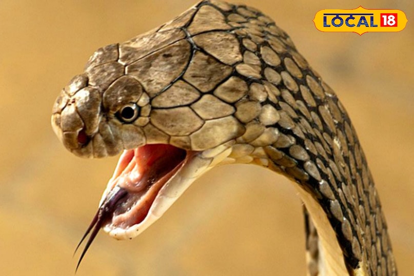 बारिश में लगाएंगे यह पौधे, नहीं भटकेंगे जहरीले सांप