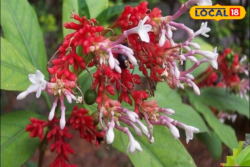 सर्पगंधा के पौधे को लेकर दावा किया जाता है कि गंध इतनी अजीब है कि सांप सूंघते ही दूर भागने लगते हैं. प्राकृतिक गुणों से भरपूर इस पौधे की जड़ों का रंग पीला और भूरा होता है. जबकि पतियां चमकीले हरे रंग की होती है. ऐसे में इसको लगाने से सांप दूर रह सकते हैं.