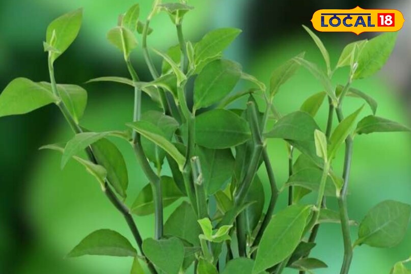 एक्सपर्ट्स का मानना है कि नागदौना के पौधे की गंध को सांप सह नहीं सकते हैं. ऐसे में इसकी सेंट आते ही सांप अपना रास्ता बदल लेते हैं. इसे आंगन, बालकनी या फिर मेन गेट पर भी लगाया जा सकता है.