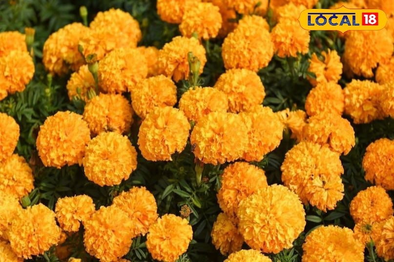 गेंदे का फूल यूं तो खुशबू और सुंदरता बढ़ाने के लिए लोग अपने घरों में लगाते हैं. इसके साथ ही इसकी खुशबू सांपों को बिल्कुल भी सूट नहीं होती है. ऐसे में सांप इसकी खुशबू से भाग जाते हैं.