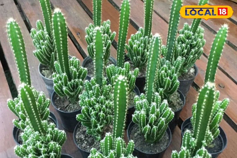 कैक्टस के कटीले पौधे को मरुस्थल में देखा जाता है. लेकिन बीते कुछ सालों में इसे सजावटी पौधे के रूप में भी इस्तेमाल किया जाता है. लेकिन इसकी खुशबू नहीं इसके कटीले होने के कारण सांप आसपास भटकना पसंद नहीं करते हैं.