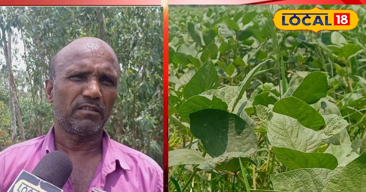 रामपुर के किसान ने 25 बीघे में बोई मूंग की ये खास वैरायटी, अब लाखों में हो रही कमाई