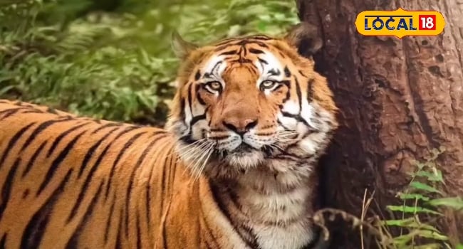 पीलीभीत के 280 गांवों में फिर मंडरा रहा ये खतरनाक जानवर का साया… 1 महीने में 5 मौतों से मचा बवाल