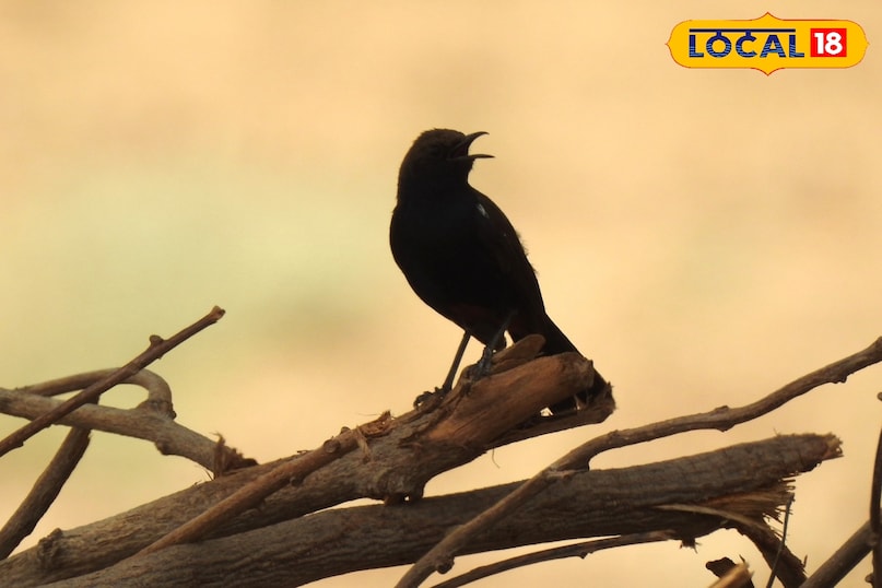 ब्लैक ड्रैग बर्ड बेहद चुस्त और बहादुर है