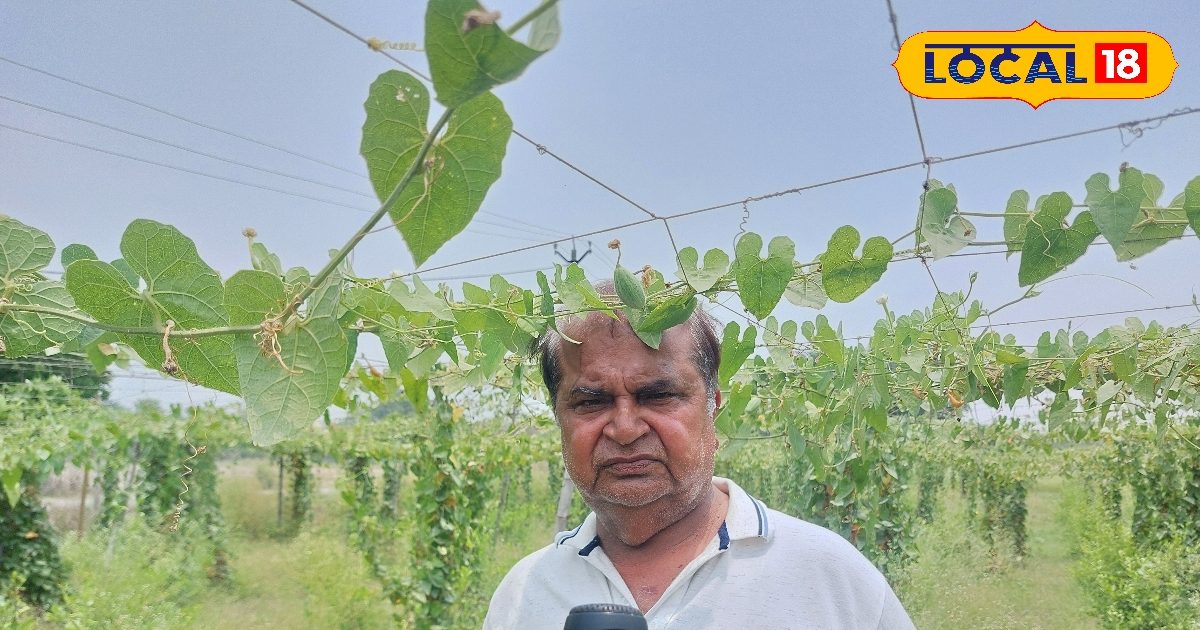 MA पास किसान की इस खेती ने बदल दी तकदीर! कम लागत में हो रही लाखों की कमाई, बंपर है डिमांड