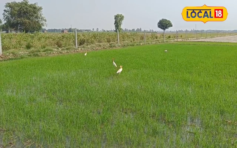 रात के अंधेरे में करें ये छोटा सा काम! धान की नर्सरी में 2 गुनी होगी ग्रोथ… लेकिन इन 5 बातों का रखें ध्यान
